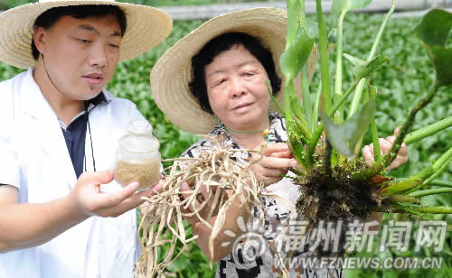 省農科院取得突破性成果　水葫蘆可開發出化妝品