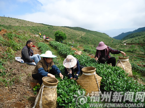 福清市南湖山頂成功引種鐵觀音　百年茶山再飄香