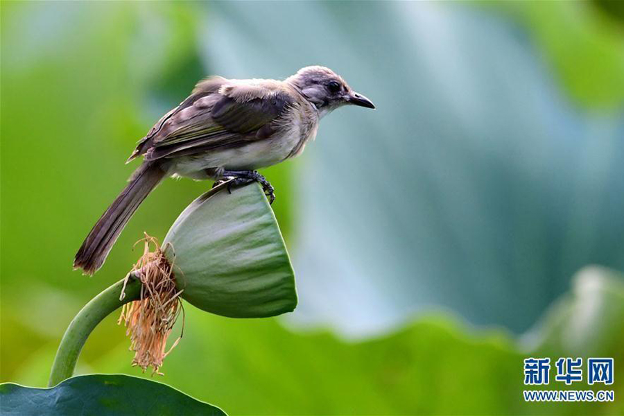 Summer lotus blossoms attract birds