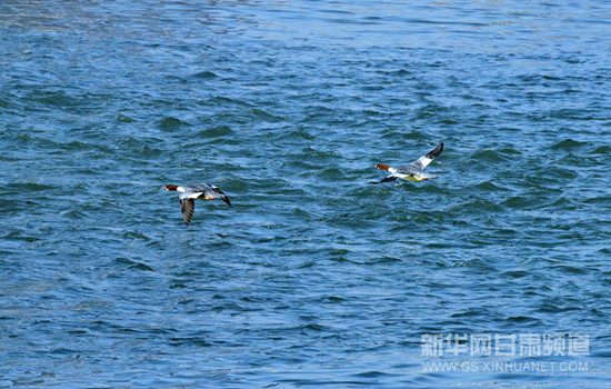 Yellow River serves as a stopover for migratory water fowl