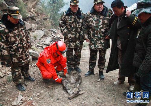 Forest soldiers rescue wounded elk from fire