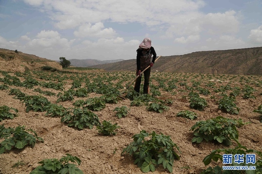 Farmers really dig potatoes in Gansu