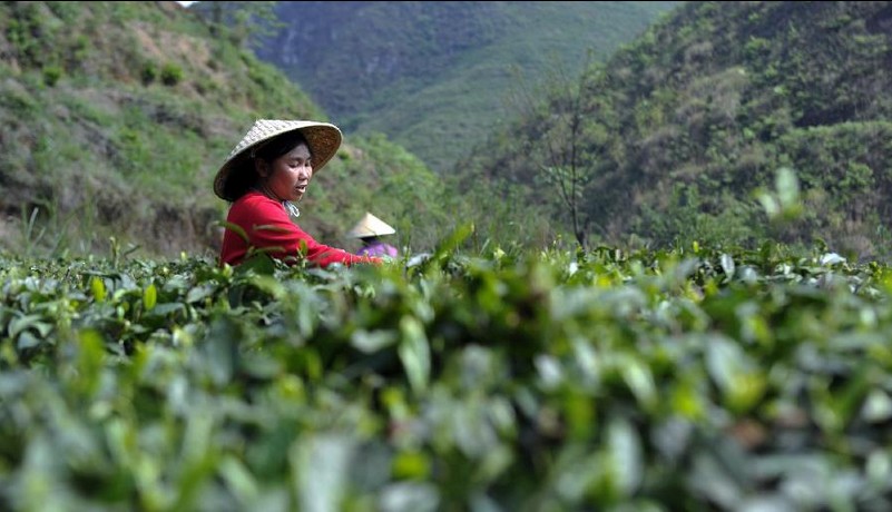 Farmers busy with picking 