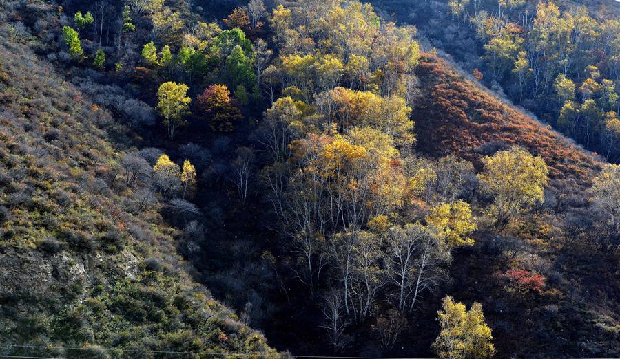 Autumn scene in Daqingshan Nature Reserve