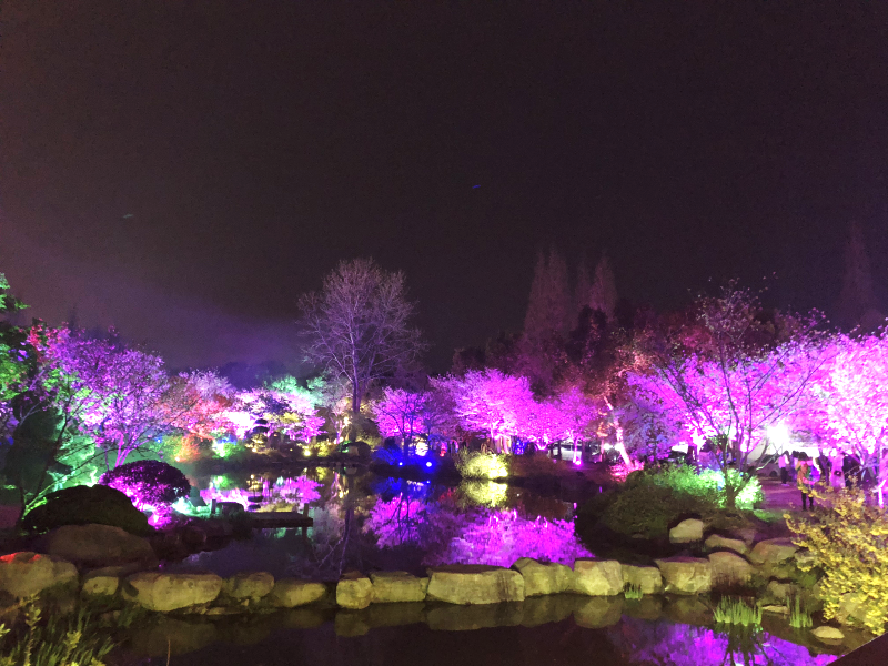 Breathtaking night scene of cherry blossoms in Wuxi