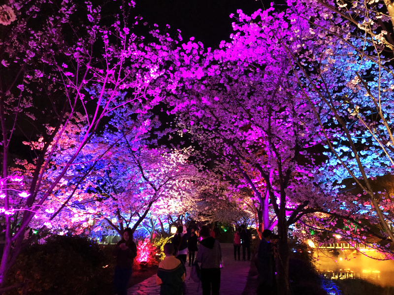 Breathtaking night scene of cherry blossoms in Wuxi