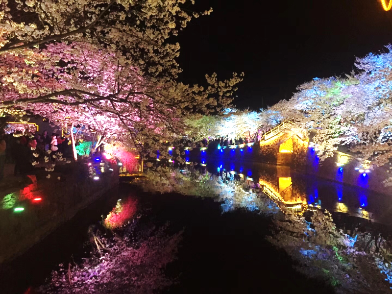 Breathtaking night scene of cherry blossoms in Wuxi