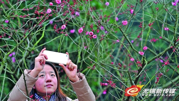 Wuxi embraced with plum blossoms