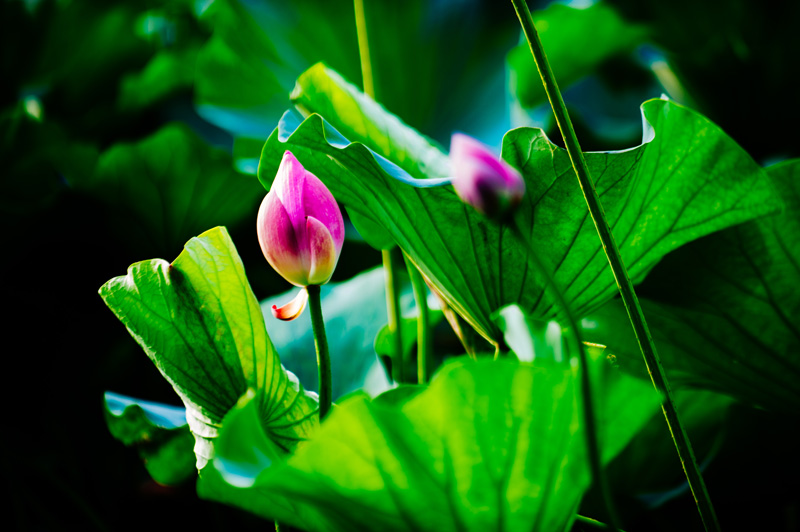 Lotus flowers brighten Wuxi in summer