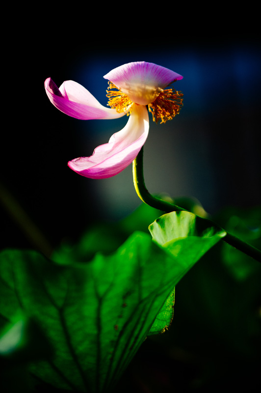 Lotus flowers brighten Wuxi in summer