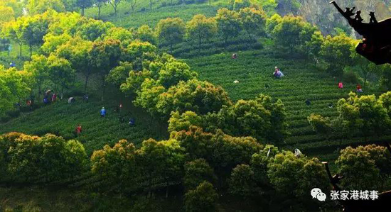 Savoring the spring tea in Zhangjiagang