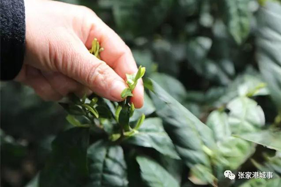 Savoring the spring tea in Zhangjiagang