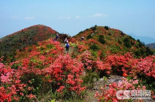 The 2012 First Wugong Mountain Azalea Festival kicks off