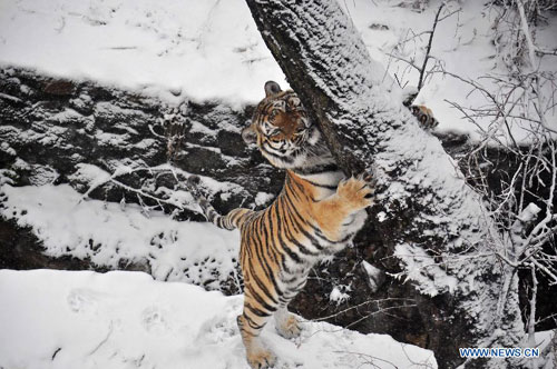 Siberian tigers tread on snow in Qingdao