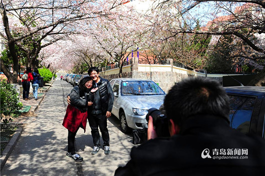 Cherry blossoms turn secluded path into attraction site