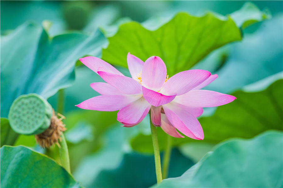 Lotus flowers delight in Shandong