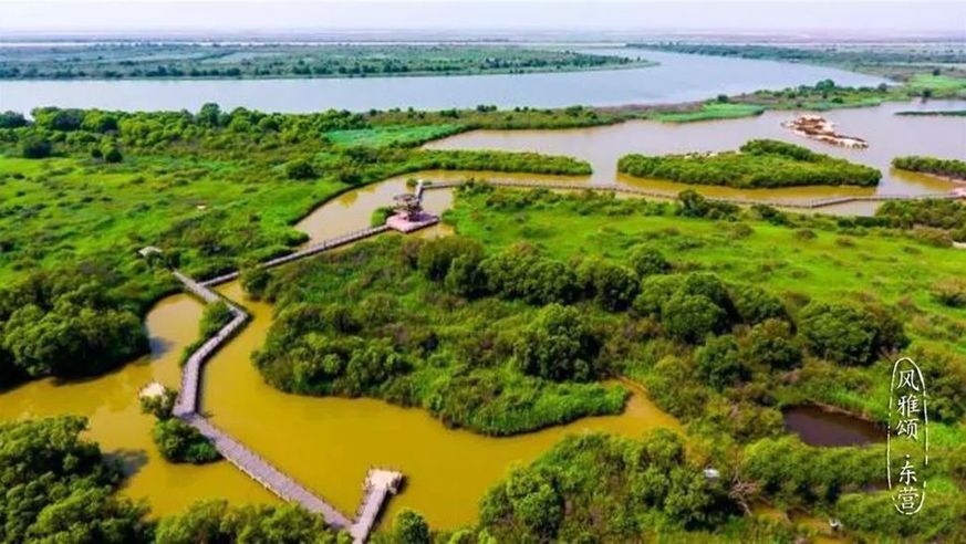 Beauty of the Yellow River Estuary Ecotourism Area