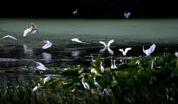 In pics: Flocks of egrets seen near Neijia River in Yantai