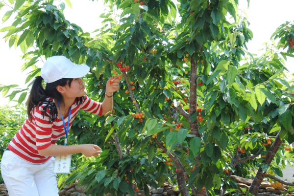 Ripe cherries ready for picking in Yantai