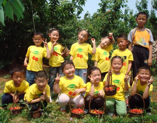 Ripe cherries ready for picking in Yantai