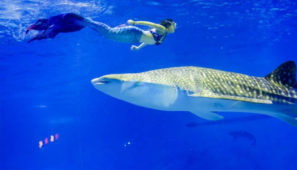 Get close to marine animals at Haichang aquarium