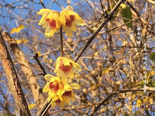 Plum blossoms come into full bloom