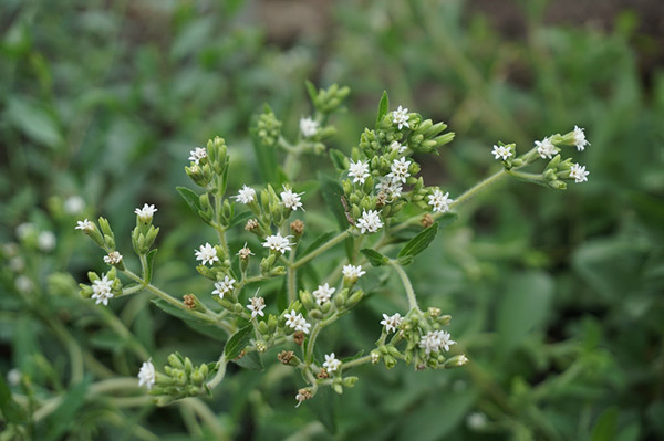 Stevia rebaudiana in full bloom at Chenshan Botanical Garden