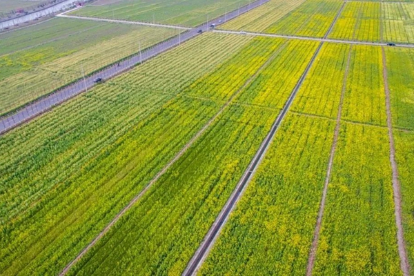 Rape flowers burst into sea of gold in Xiaokunshan