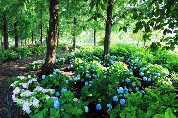 Hydrangeas in full bloom at Shanghai Chenshan Botanical Garden