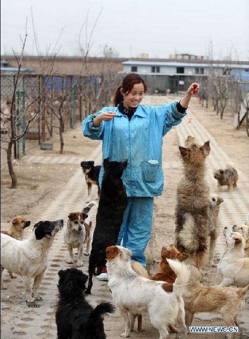 Stray dog shelter searches for social support in China's Taiyuan