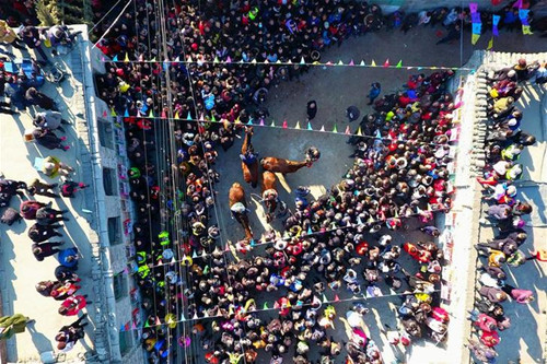 Traditional horse racing begins in Shanxi village