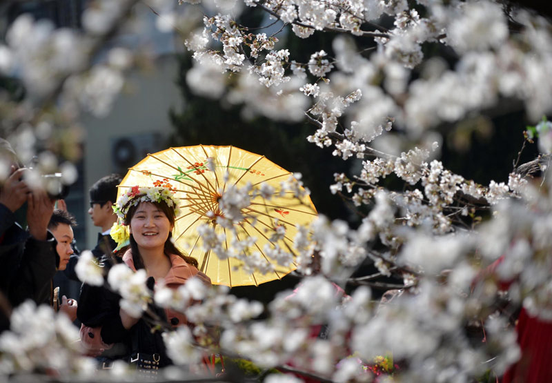 Visitors flock to cherry blossoms