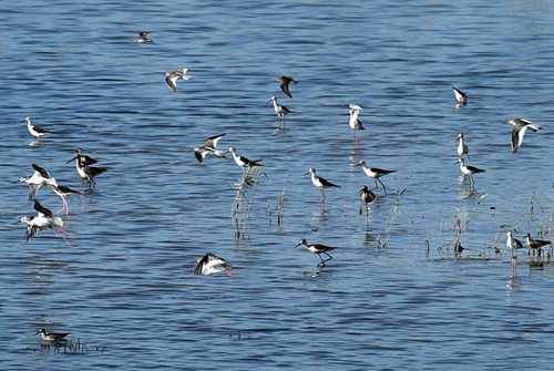 Nine-kilometer Desert Ecological Wetland