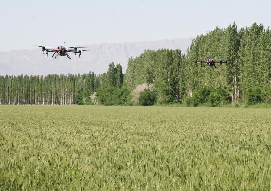 Drones fly over wheat field to spray insecticide