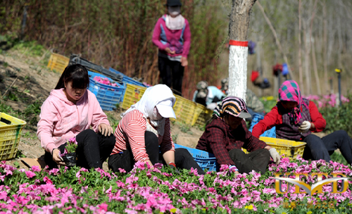 A May Day Holiday sea of flowers