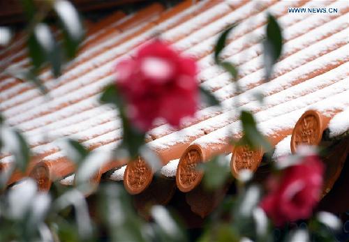 Visitors take photos of camellias in snow, SW China