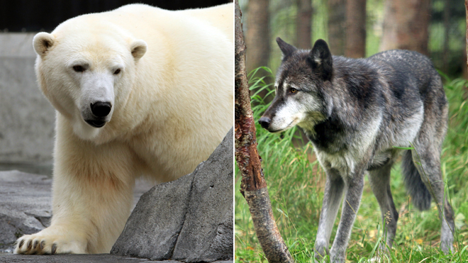 Zoo's presidential election<BR>美動物園也搞'總統選舉'