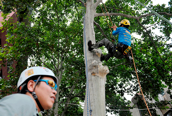 Northwest University introduces tree-climbing course