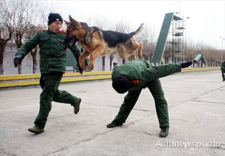 Two policemen train a police dog at a training base in Harbin, capital of Northeast China's Heilongjiang Province, March 6, 2008. More than 50 policemen from nine provinces are attending a four-month training program with 50 police dogs. After the program, a handful of the man-and-dog partners will be selected for security jobs in Beijing during the upcoming Olympic Games. [Asianewsphoto]