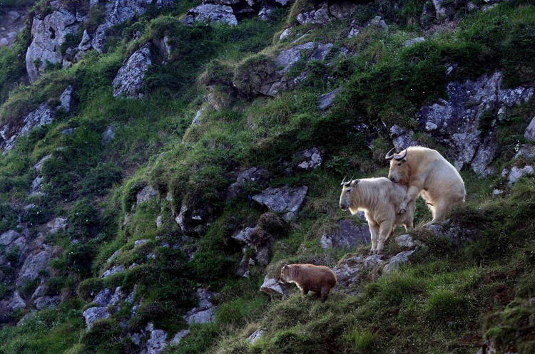 Animals as art in the Qinling Mountains