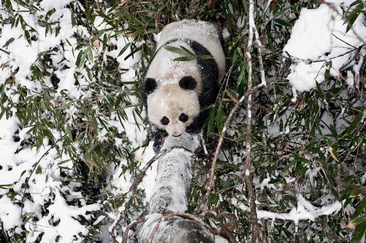 Animals as art in the Qinling Mountains