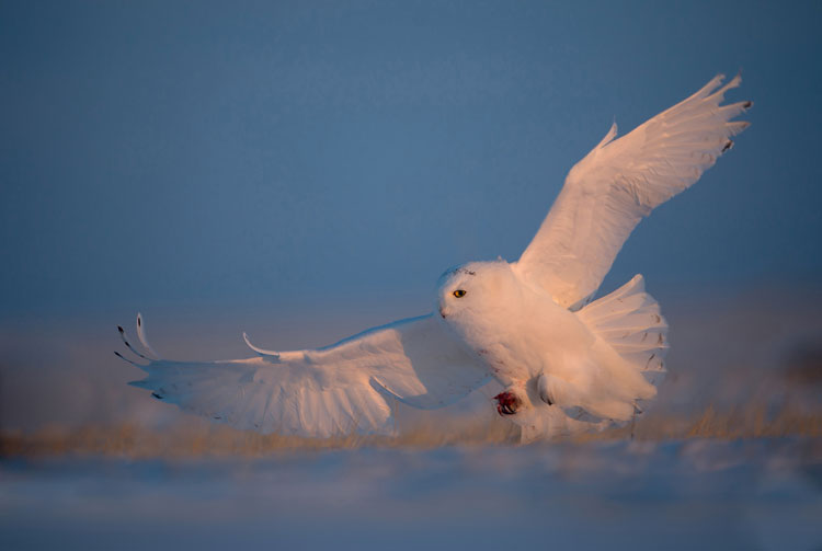 Capturing beauty of birds in the wild