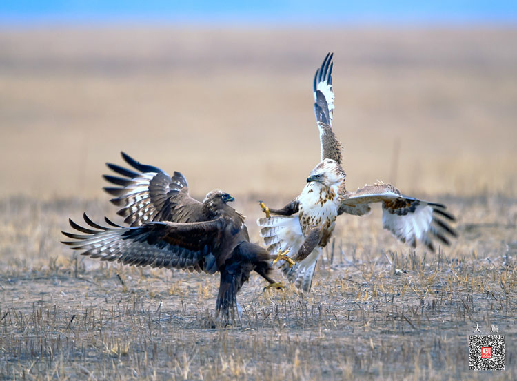 Capturing beauty of birds in the wild