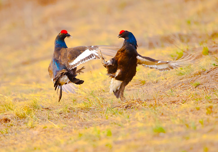 Capturing beauty of birds in the wild