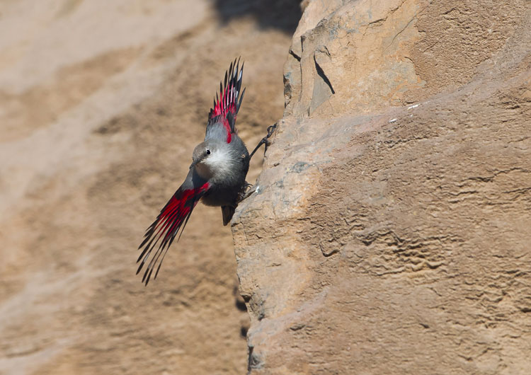 Capturing beauty of birds in the wild