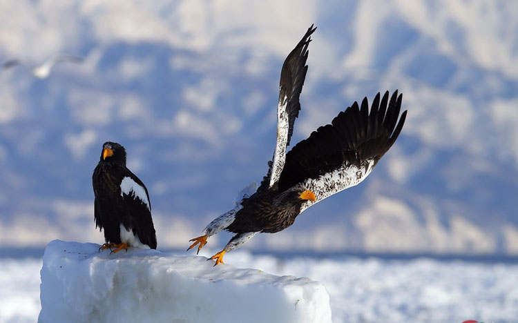 Taking flight with birds for 22 years