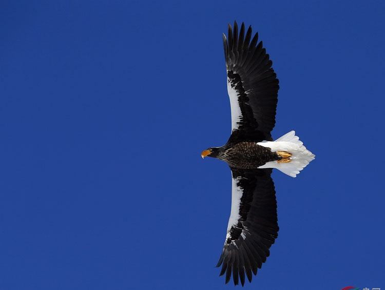 Taking flight with birds for 22 years