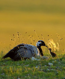 Taking flight with birds for 22 years