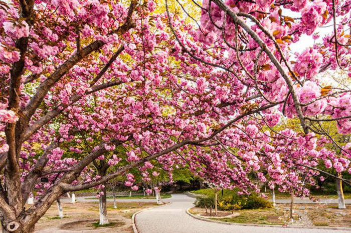 Spring turns Beijing into city of flowers