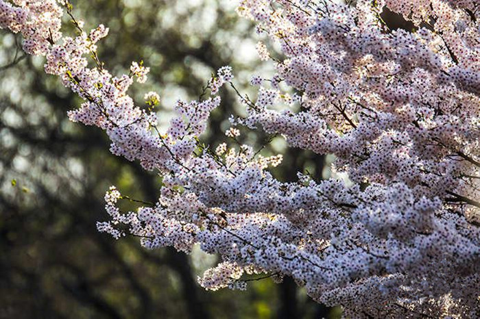 Spring turns Beijing into city of flowers